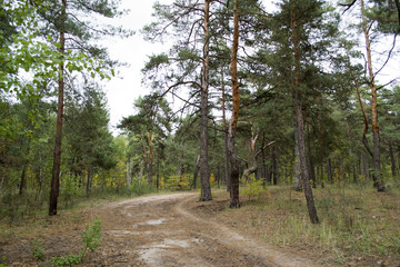 Obraz premium autumn forest landscape