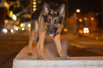 Dog german shepherd on the street in night