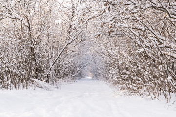 Snow-covered path in the forest, the trees are inclined arch, snow on the branches, beautiful winter