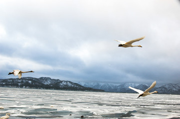 屈斜路湖の白鳥（北海道・砂湯）