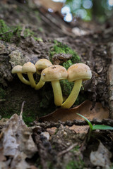 kleine Pilze im Wald