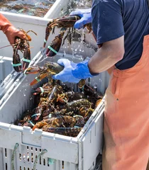 Poster Three live lobsters being held by fishermen © coachwood