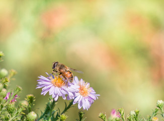 Bee moving from flower to flower pollinating as it goes
