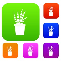 Succulent set color collection