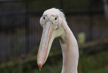 Great white pelican