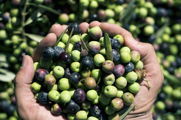 harvesting olives in Spain