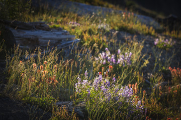 Beautiful Mount St. Helens National Volcanic Monument in Washington State, U.S.A.