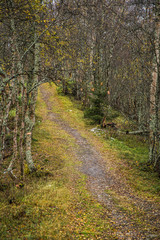 A beautiful hiking path through an autumn forest in Norway. Fall scenery in forest. Beautiful autumn landscape.