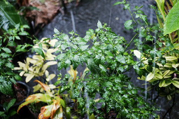 Basil leaf in vegetables garden with rainy day