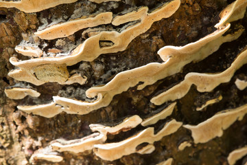 white mushrooms growing on dead wood