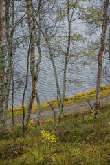 A beautiful hiking path through an autumn forest in Norway. Fall scenery in forest. Beautiful autumn landscape.
