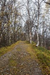 A beautiful hiking path through an autumn forest in Norway. Fall scenery in forest. Beautiful autumn landscape.