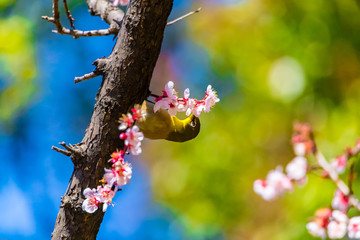 The Japanese White-eye and white plum blossoms. Located in Tokyo Prefecture Japan.