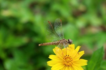 diasy flower in nature