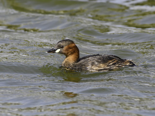 Little Grebe Swimming  