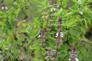 Basil plant in nature