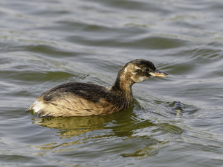 Little Grebe Swimming  