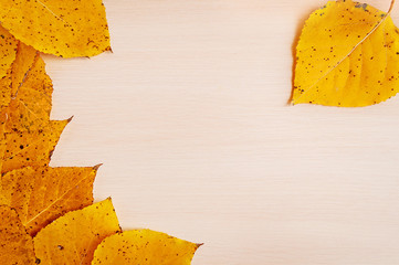 Yellow autumn cottontree leaves on a wooden desktop. Nature background.