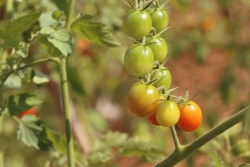 Branches of cherry tomato