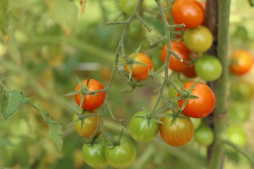 Branches of cherry tomato