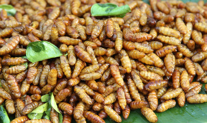 Street food, fried silk worms with lime leaf on banana leaf ready for sale.