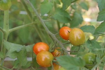 Branches of cherry tomato