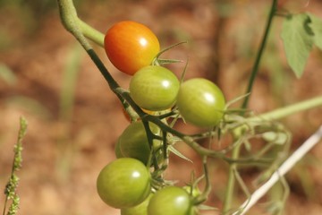 Branches of cherry tomato