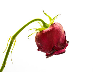 withering red roses isolated on white background