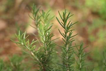 rosemary plant in nature