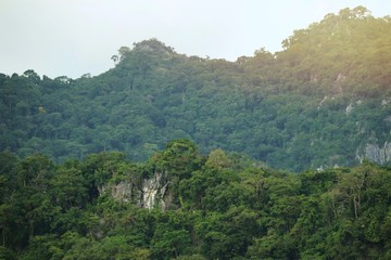 Fototapeta na wymiar tree in the tropical