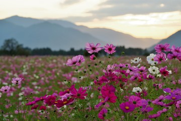 夕暮れ時のコスモス畑