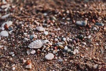 Loggerhead Turtle baby Caretta after birth, overcoming difficulties crawls to the salutary sea
