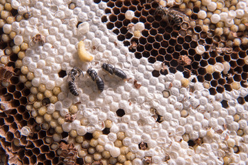蜂の子