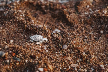 Loggerhead Turtle baby Caretta after birth, overcoming difficulties crawls to the salutary sea