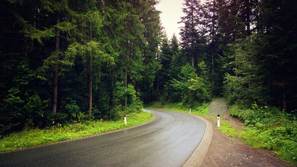 Obraz premium Road flanked by beautiful Austrian pine tree wood with ground covered by low vegetation