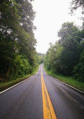 Road in forest.The asphalt and trees background