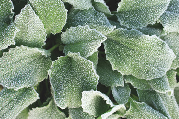 Frozen leaves closeup view