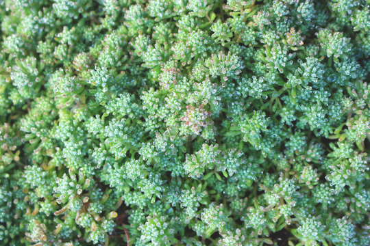 Sedum stonecrop with drops of dew © Jelena
