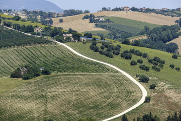Fototapeta na wymiar Summer landscape in Marches (Italy) near Montecassiano