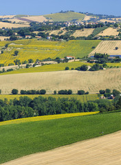 Summer landscape in Marches (Italy) near Filottrano