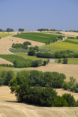 Fototapeta na wymiar Summer landscape in Marches (Italy) near Appignano