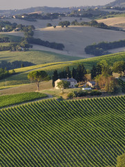 Summer landscape in Marches (Italy) near Filottrano