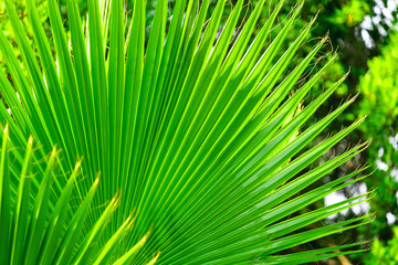 Colorful vivid green Palm leaves, tropical background
