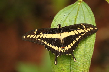  Giant Swallowtail Butterfly (Papilio Cresphonte) (king butterfly), Costa rica.