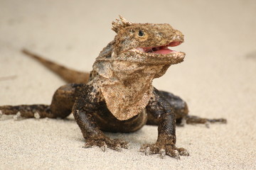 Iguana walking on the sand in Manuel Antonio beach, Costa Rica. Front view, open mouth portrait.