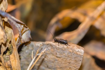 Gryllus campestris - field cricket on rock