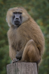 A guinea baboon sitting on the top of a trunk staring forward 