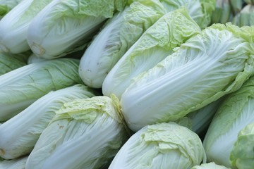 Chinese cabbage at market