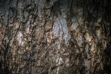 tree bark texture as background