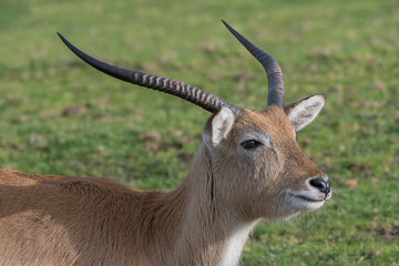 A close up portrait of the head of a male kafue lechwe showing the antlers and looking right